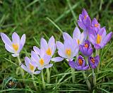 Crocus 8P31D-14